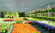 FLORICULTURE FLORICULTURE
